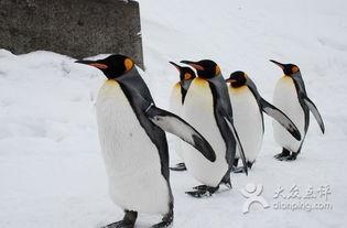 企鹅妈妈吃瓜,一场冰海中的美味邂逅  第3张