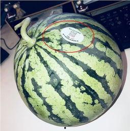 宿迁网红吃瓜,揭秘网络红人的幕后故事  第1张