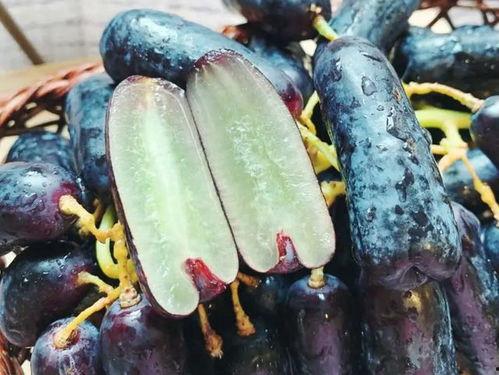 病人可以吃茄瓜吗,营养与健康的双重保障  第3张