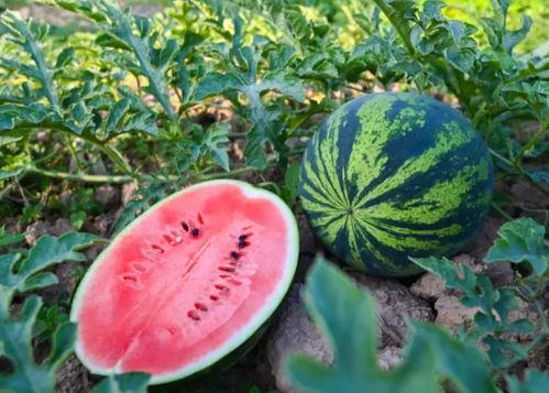 夏天吃的瓜生吃  第1张