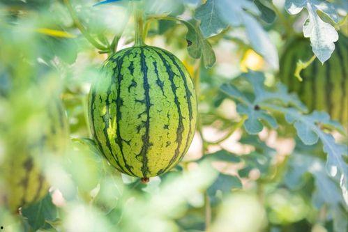 吃瓜入口地址  第2张