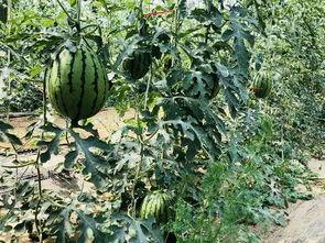 天选的吃瓜,揭秘娱乐圈幕后风云  第1张