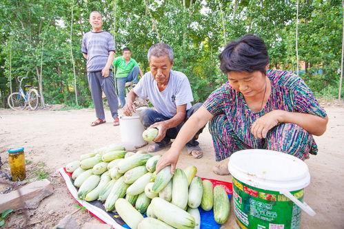 吃瓜刚摘的新瓜图片,新鲜出炉，一起来尝鲜！  第2张