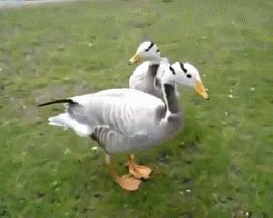 吃瓜鹅组小组,揭秘娱乐圈幕后故事  第1张