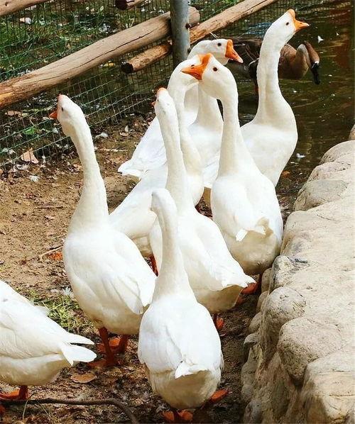 吃瓜鹅组小组,揭秘娱乐圈幕后故事  第2张