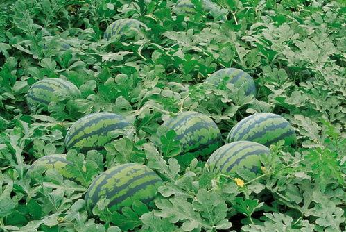 鲁山吃瓜现场  第1张