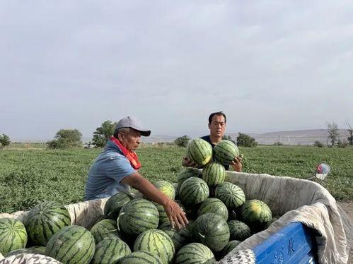 鲁山吃瓜现场  第3张