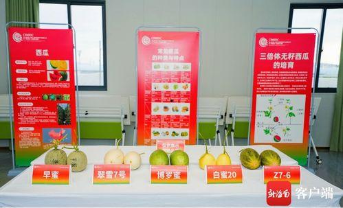 吃瓜名字队名,吃瓜名字队队的欢乐篇章  第2张