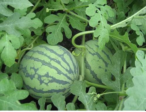 瑞克吃瓜,揭秘娱乐圈背后的秘密与真相  第2张