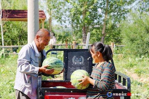 我的阿勒泰吃瓜,一场别开生面的夏日盛宴  第2张