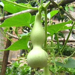 孕妇吃瓠瓜中毒,食品安全与孕期饮食的重要性  第2张