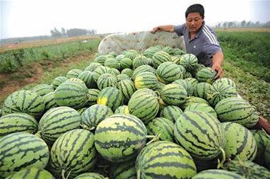 清河人民吃瓜,揭秘当地人民的生活与美食文化  第3张