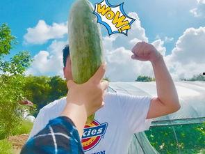 吃瓜群众 岱,揭秘背后的故事与真相  第2张