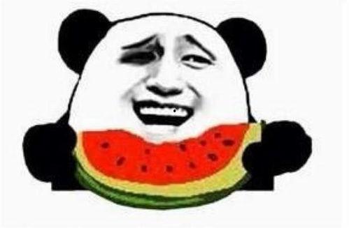 猹儿找瓜吃,一场奇妙的觅食之旅  第2张