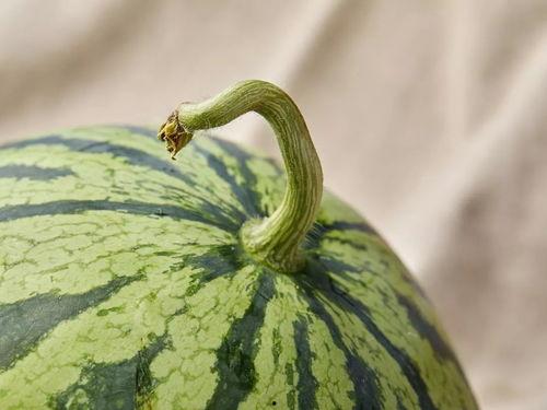 上海最新吃瓜笔记,揭秘城市热点事件背后的故事  第2张