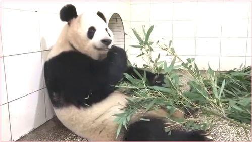 奶妈和熊猫吃瓜,奶妈熊猫共赏瓜界风云  第3张