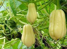 佛手瓜发芽也可以吃吗,佛手瓜发芽后仍可食用的秘密解析  第1张