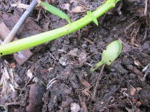 佛手瓜发芽也可以吃吗,佛手瓜发芽后仍可食用的秘密解析  第2张