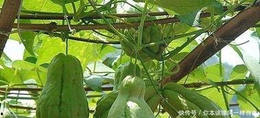 佛手瓜发芽也可以吃吗,佛手瓜发芽后仍可食用的秘密解析  第3张