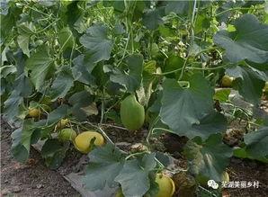 福利海外吃瓜,一场别开生面的吃瓜盛宴  第1张