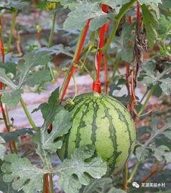 福利海外吃瓜,一场别开生面的吃瓜盛宴  第3张