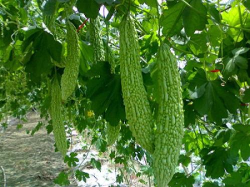 吃土瓜根泄肚子,传统食疗的神奇功效揭秘  第2张