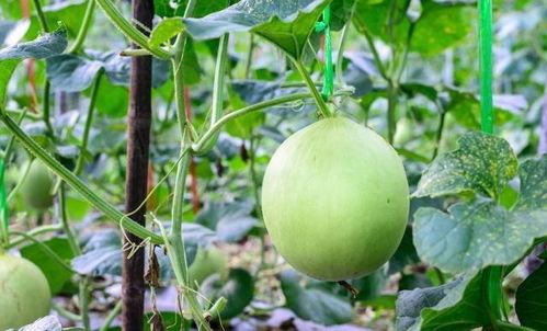 吃瓜后嗓子哑了,警惕夏日饮食健康  第3张