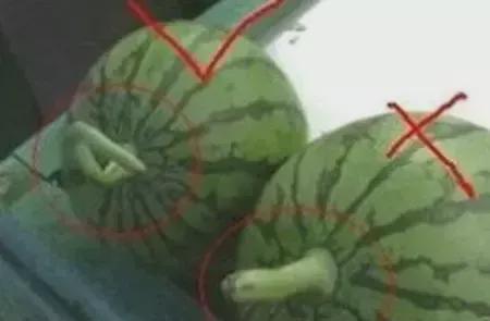 吃瓜窍门  第1张