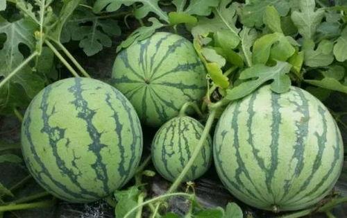 鸡泽黑料吃瓜,揭秘网络吃瓜背后的真相与争议  第2张