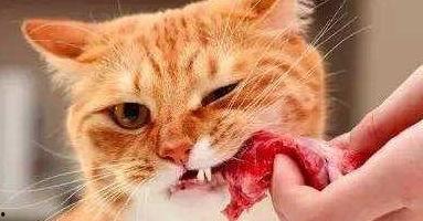 猫咪可以吃哈密瓜饿了,哈密瓜，猫咪的解饿新宠  第1张