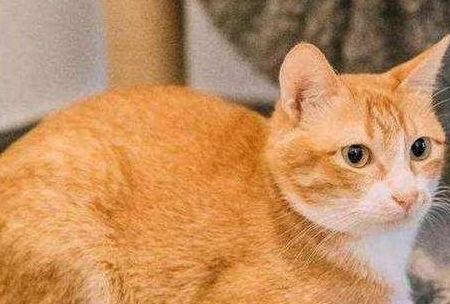 猫咪可以吃哈密瓜饿了,哈密瓜，猫咪的解饿新宠  第2张