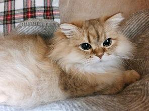 猫咪可以吃哈密瓜饿了,哈密瓜，猫咪的解饿新宠  第3张