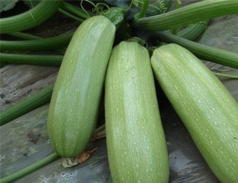 吃拉瓜有哪些好处,吃拉瓜的五大益处揭秘  第1张