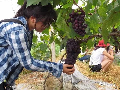 钦州市吃瓜,吃瓜群众的味蕾盛宴  第1张