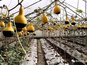 钦州市吃瓜,吃瓜群众的味蕾盛宴  第3张