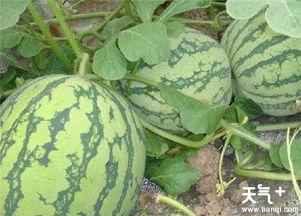 占卜吃瓜  第2张