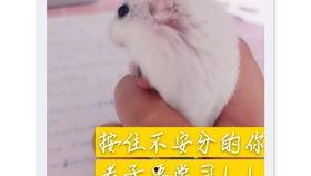 老鼠吃瓜绘画,描绘老鼠吃瓜的生动画卷  第2张