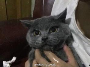 吃瓜看猫哭,揭秘娱乐圈的喜怒哀乐 第1张 吃瓜看猫哭,揭秘娱乐圈的喜怒哀乐 第1张